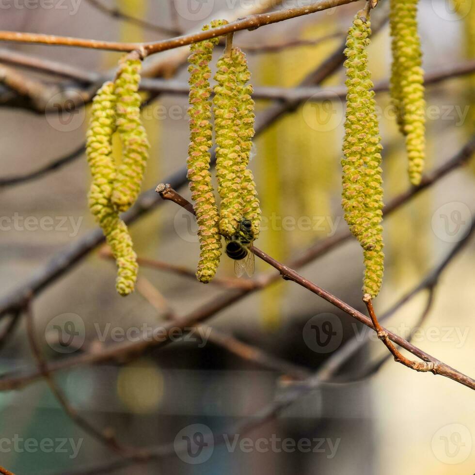 Pollination by bees earrings hazelnut. Flowering hazel hazelnut. photo