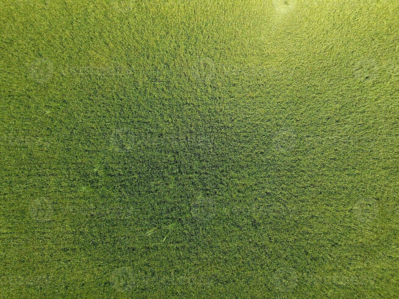 Green wheat in the field, top view with a drone. Texture of wheat green background. photo