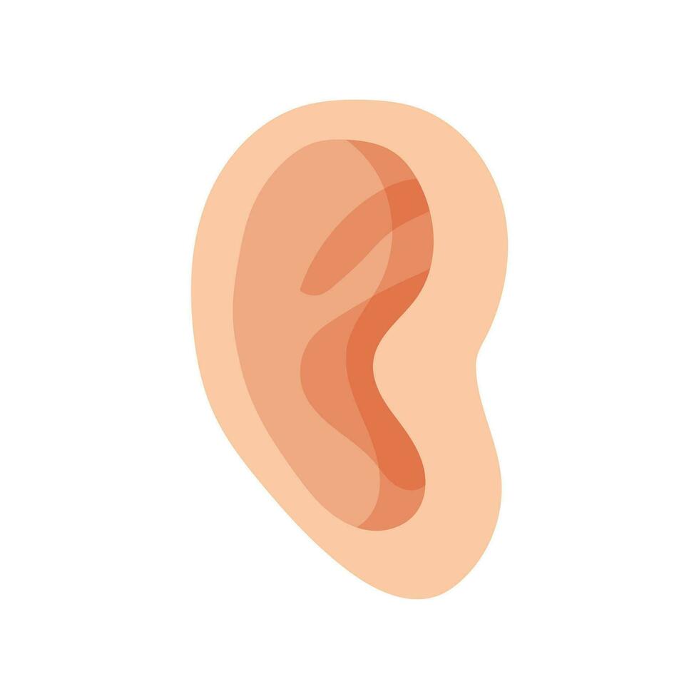 Vector realistic human ear illustration on white background