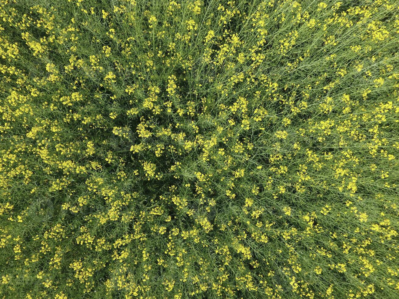 campo de floración violación. parte superior ver desde el zumbido. violación, un syderático planta con amarillo flores campo con siderates foto