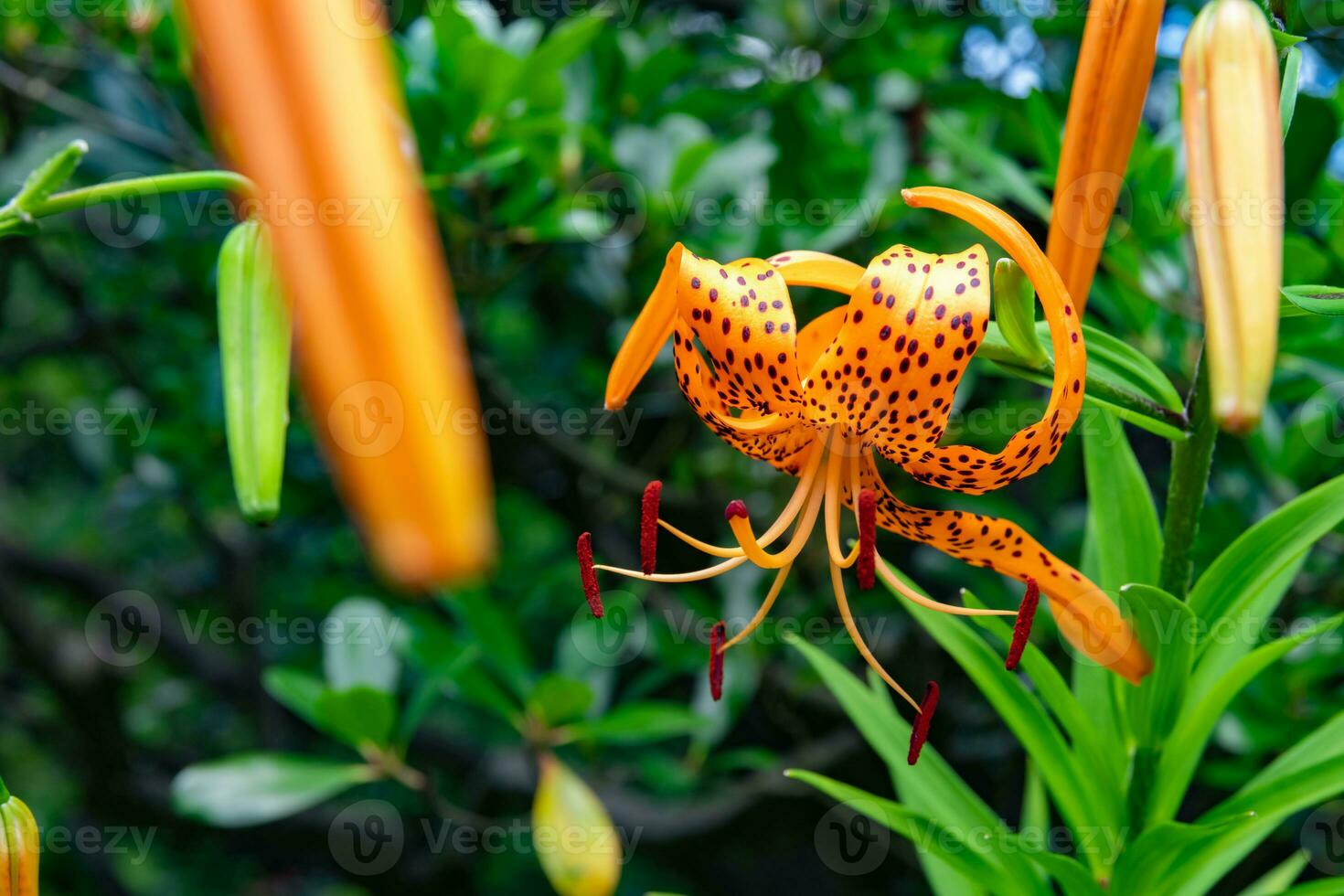 A tiger lily with spotted petals on green background at the forest sunny day photo
