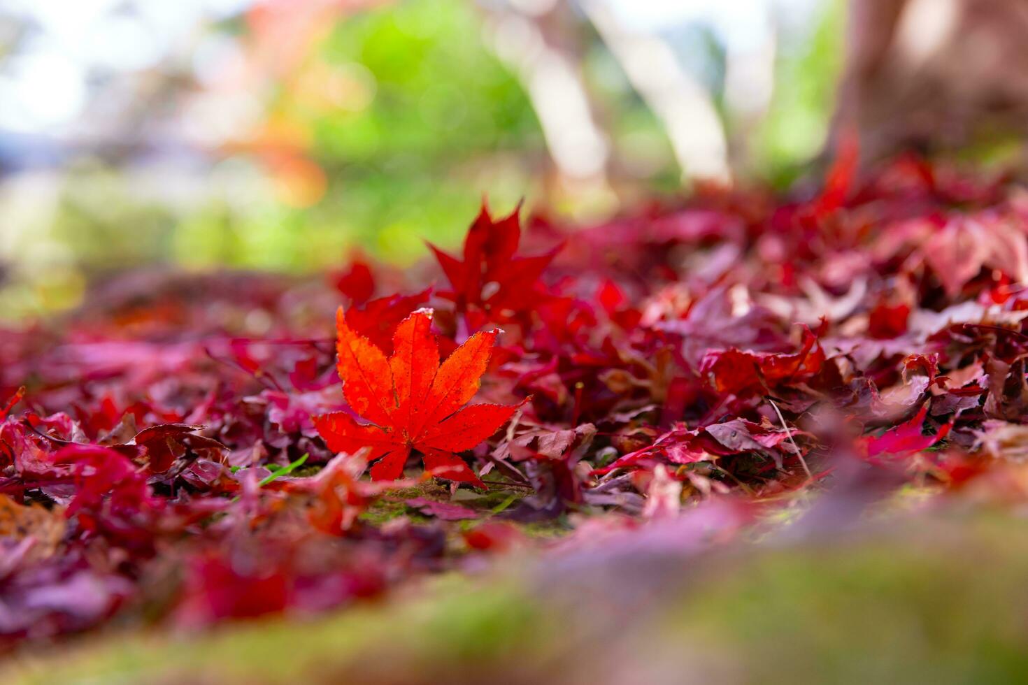 rojo hojas en el suelo a el parque en Kioto en otoño de cerca foto