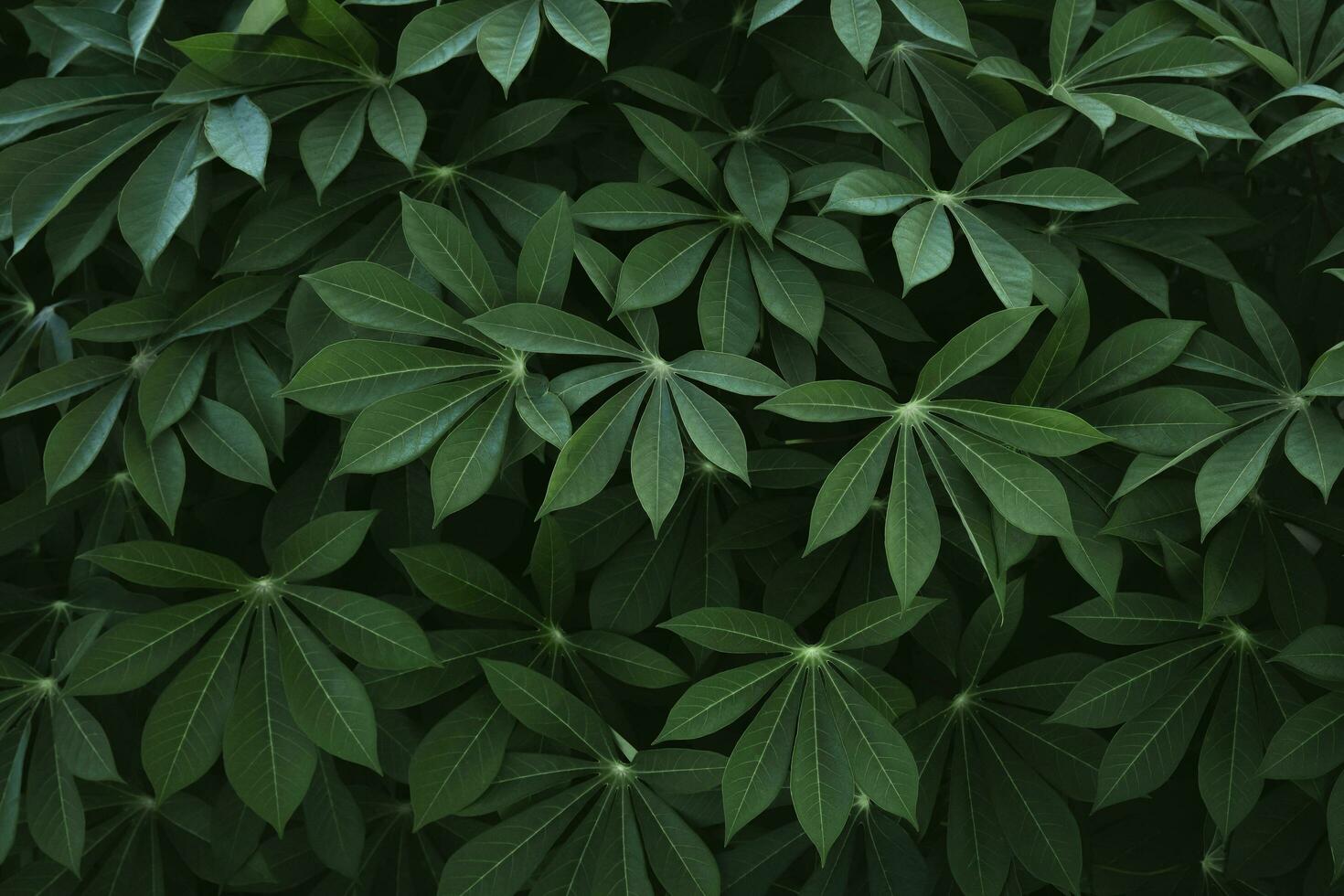 close up green cassava leaf texture background photo