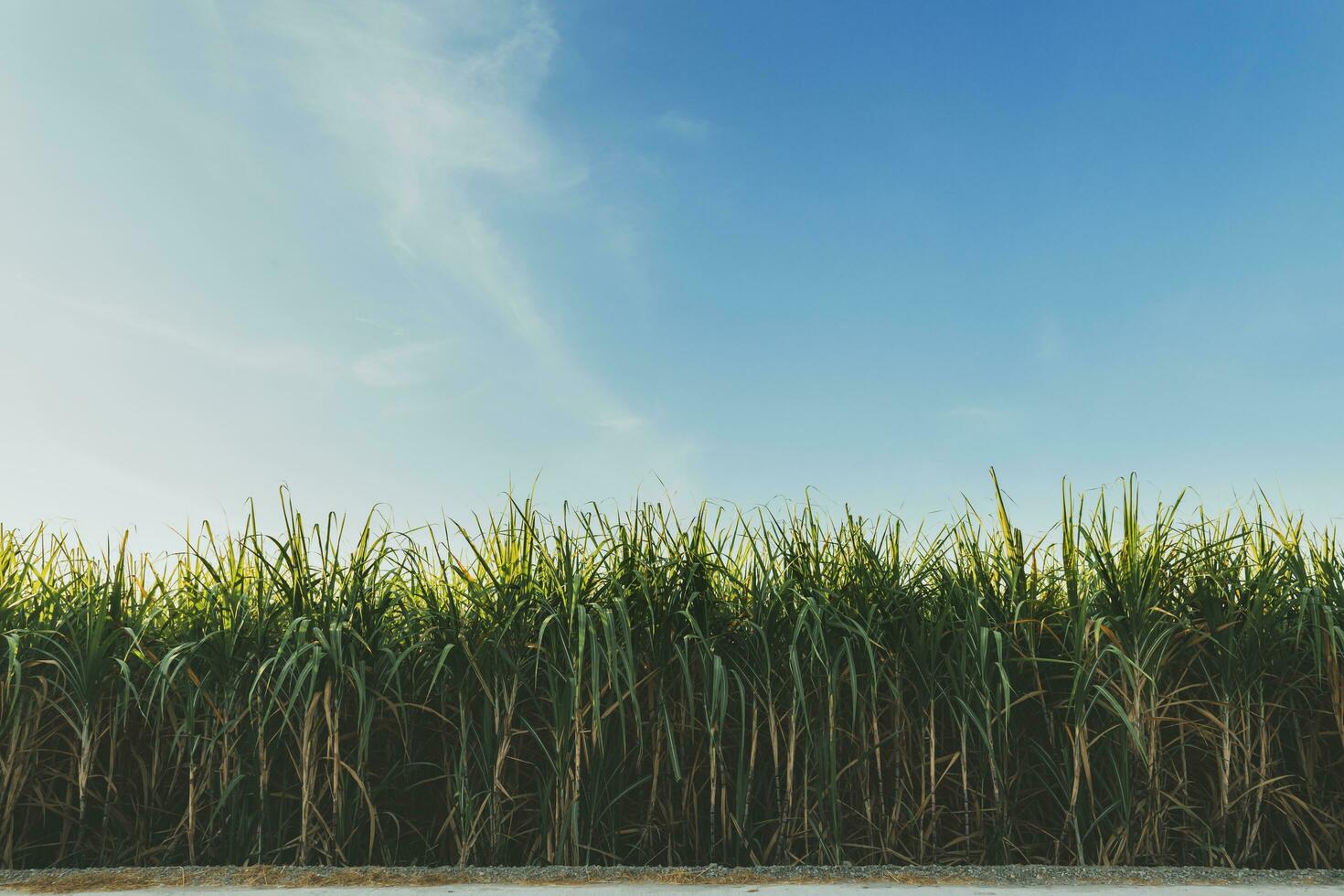 Sugarcane growing in the fields in sunrise photo