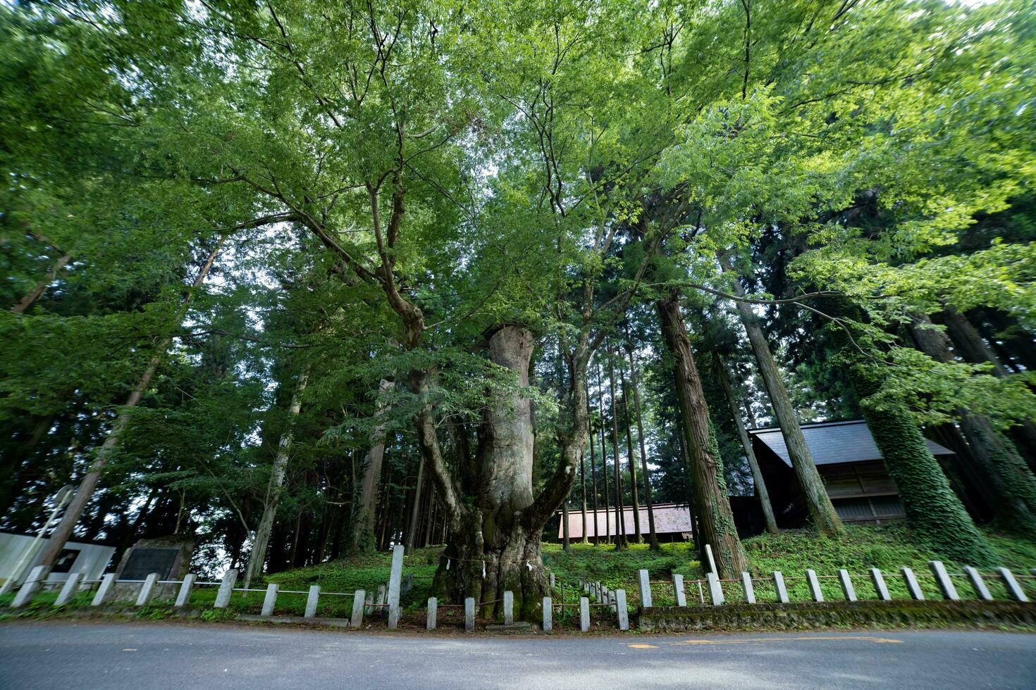 A Japanese zelkova tree in front of the shrine at the countryside wide shot photo