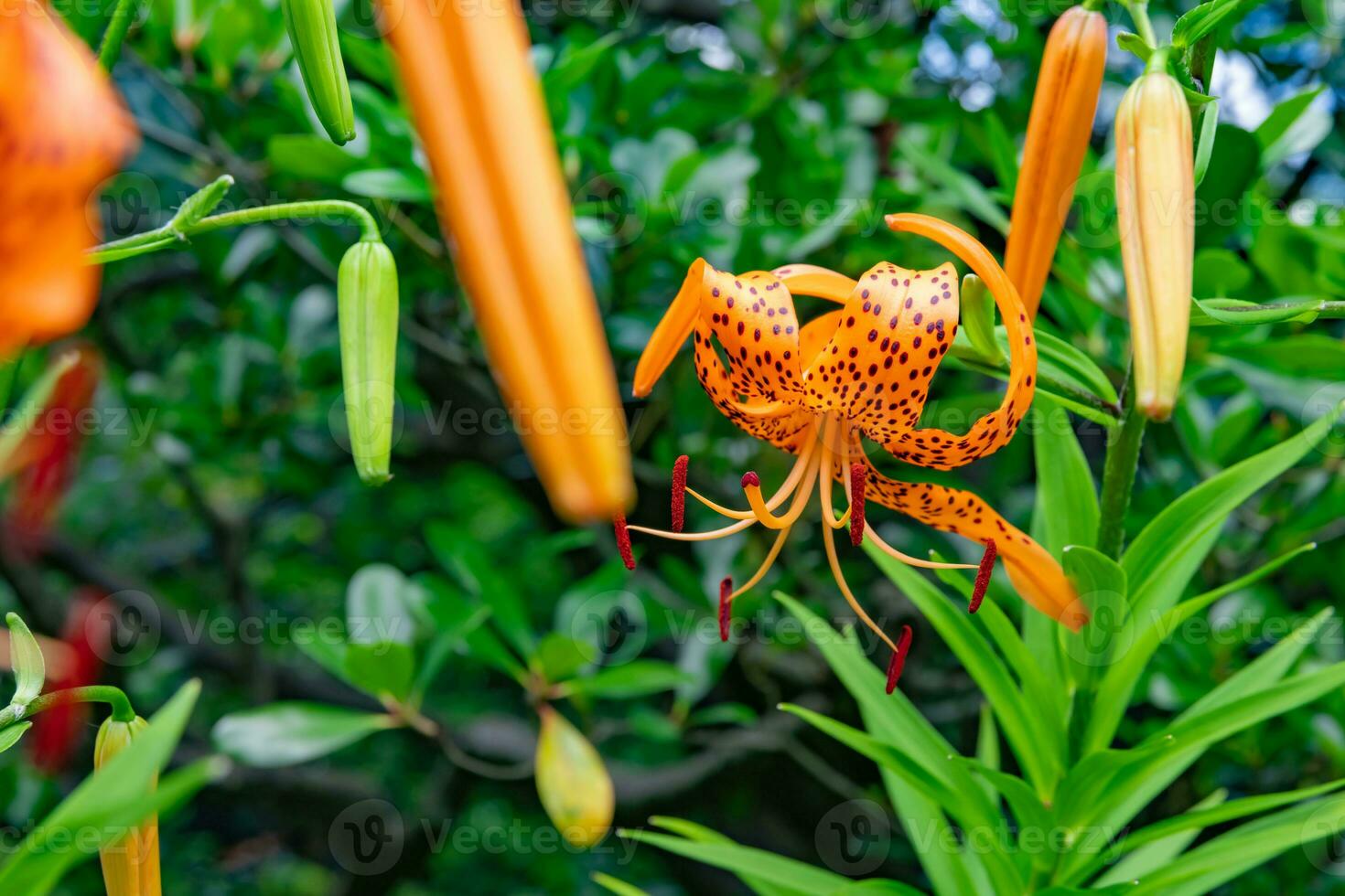 A tiger lily with spotted petals on green background at the forest sunny day photo