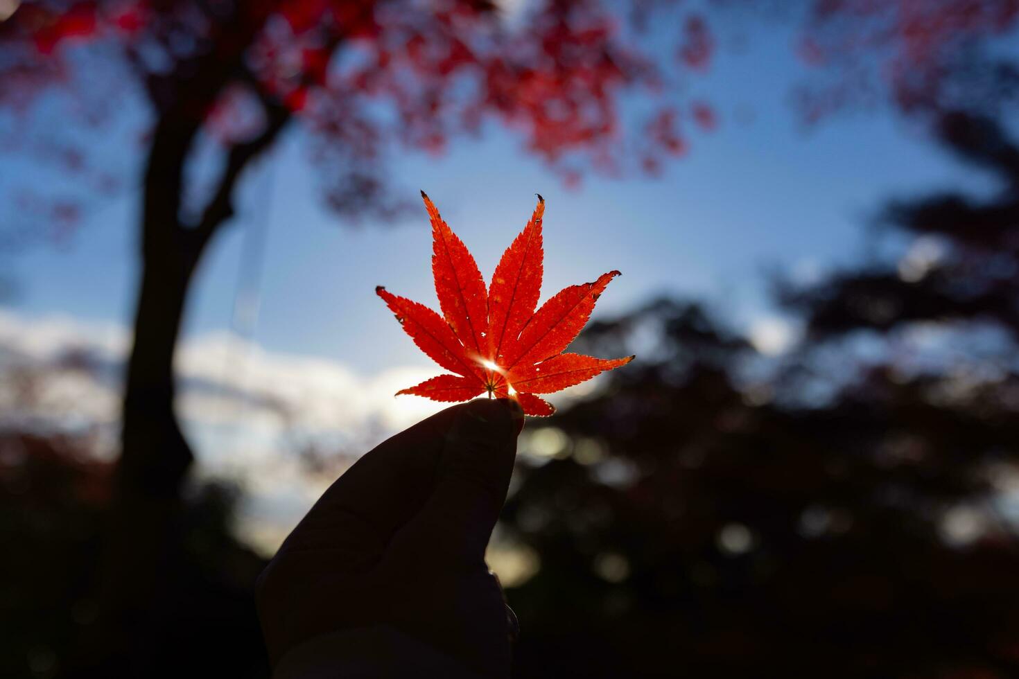 Red leaf with hand at Kasagiyama momiji park in Kyoto in autumn at dusk photo