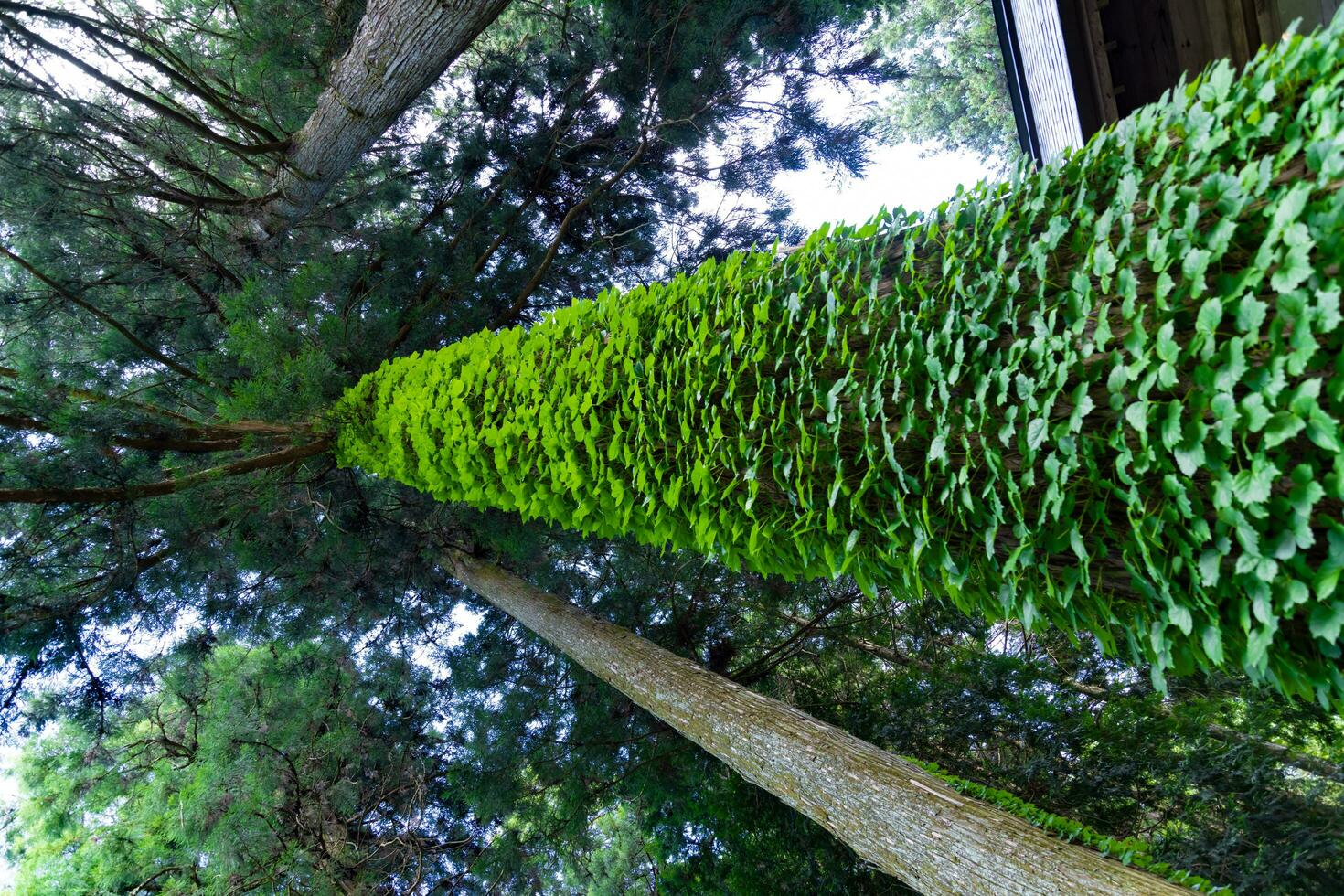 A beautiful tall cedar tree at the countryside in Japan low angle photo