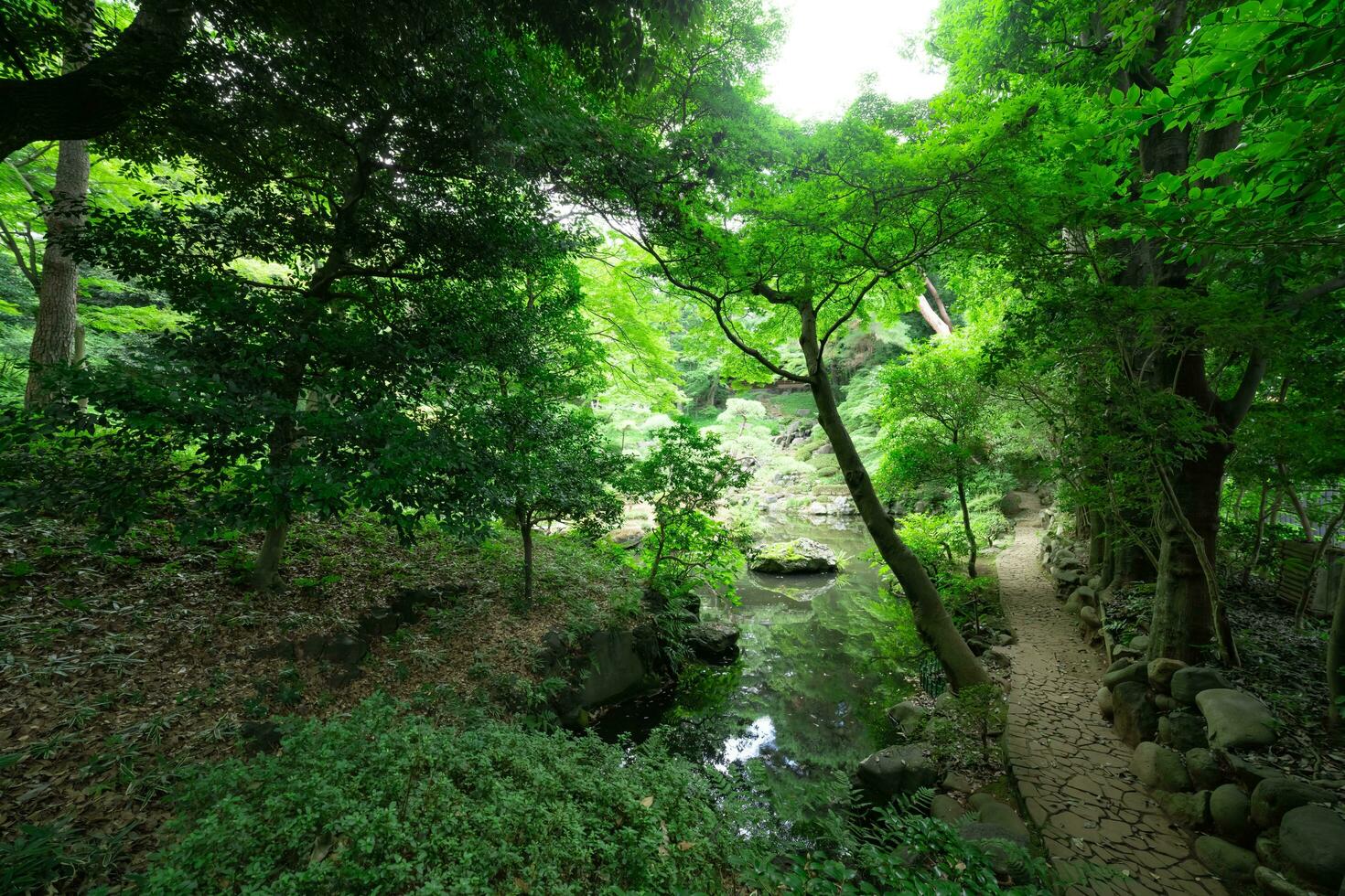 un japonés jardín estanque a tonogayato jardín en verano soleado día foto