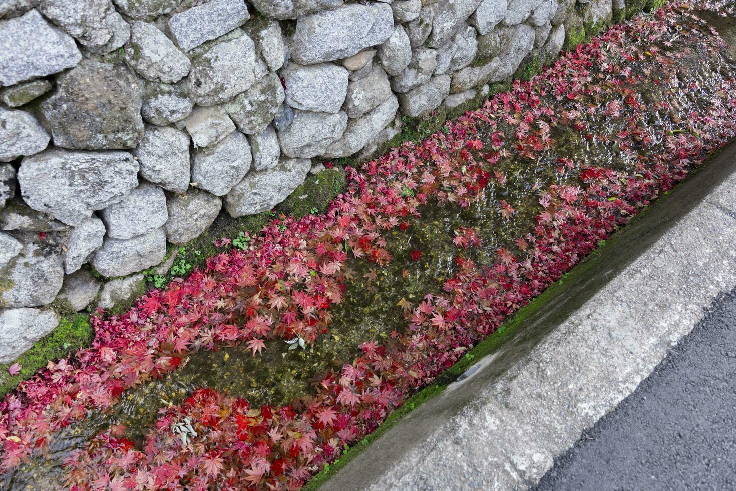 Piled up red leaves in the narrow gutter in autumn photo