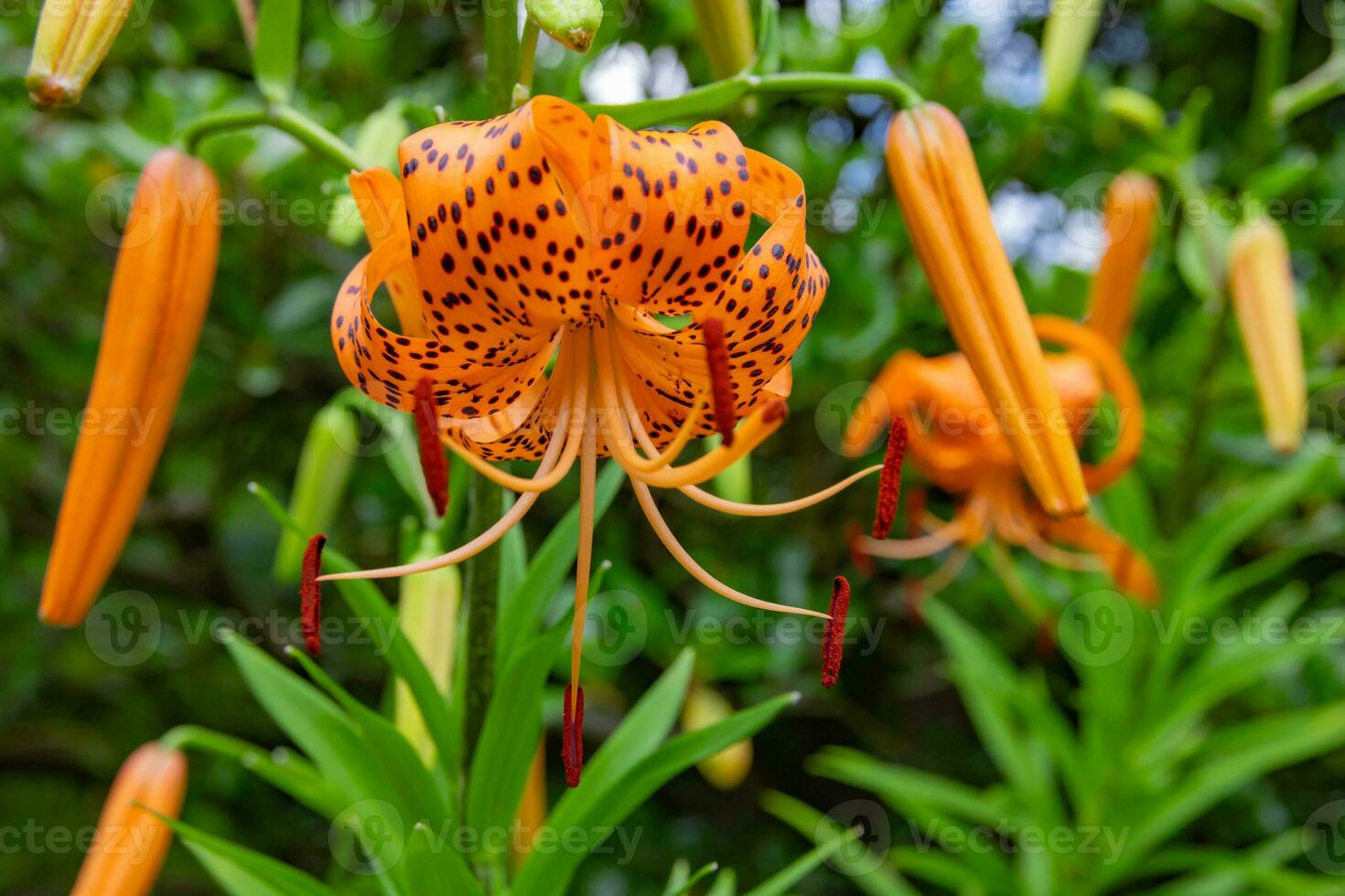 A tiger lily with spotted petals on green background at the forest sunny day close up photo