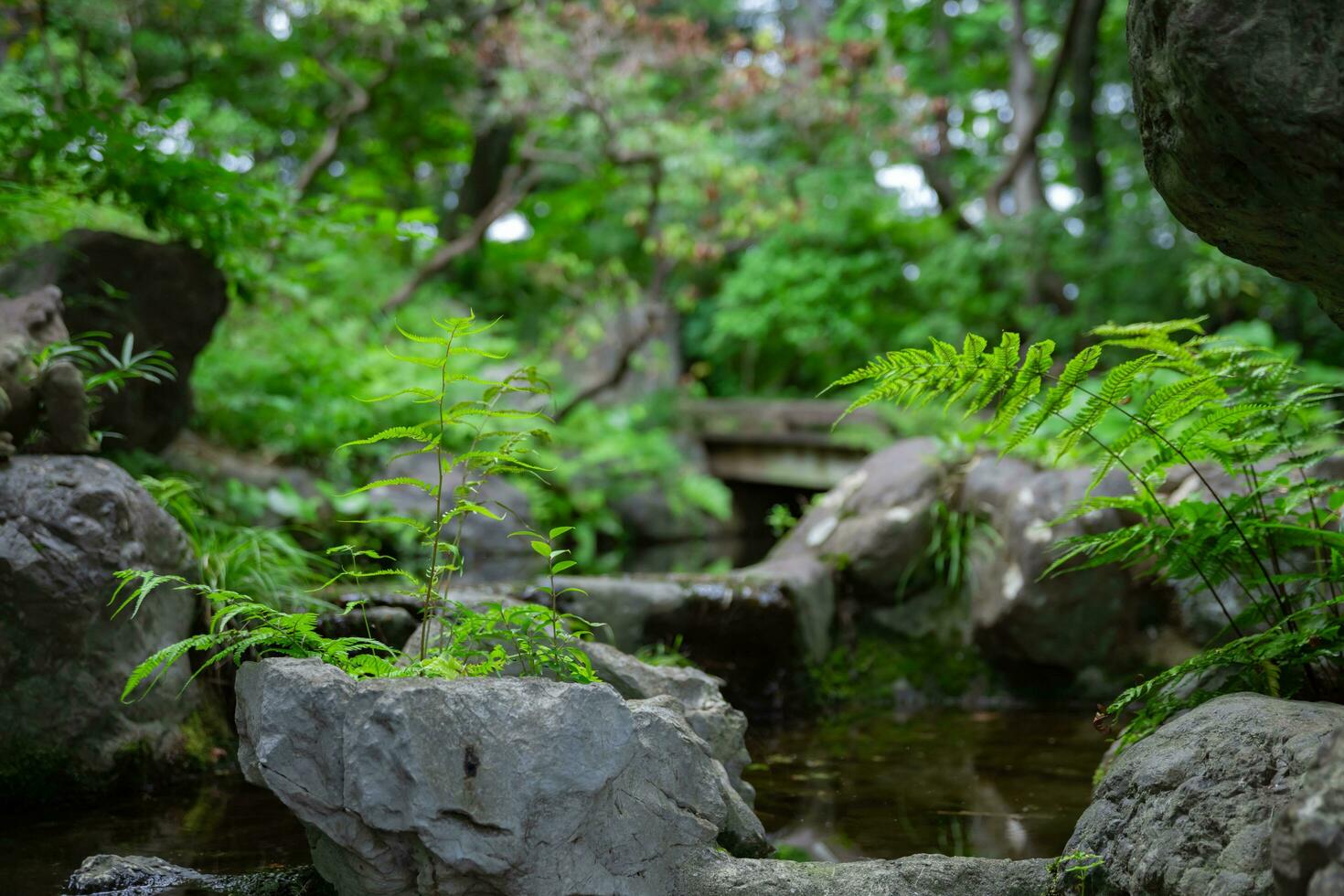 A forest brook at the green forest close up photo