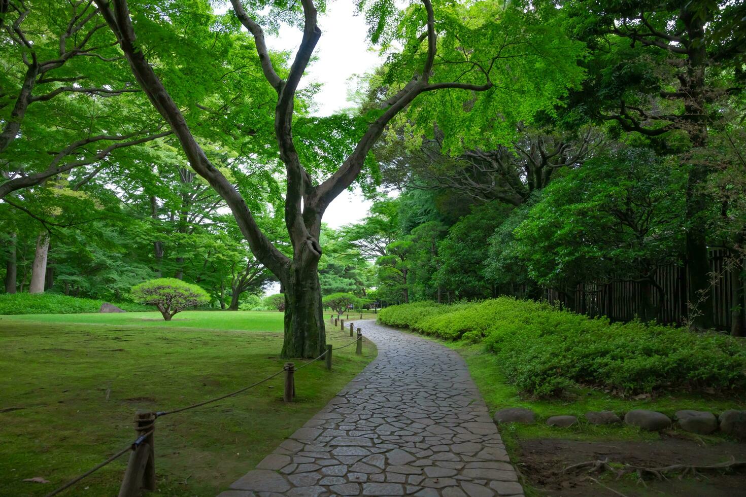 A Japanese garden at the public green park wide shot photo