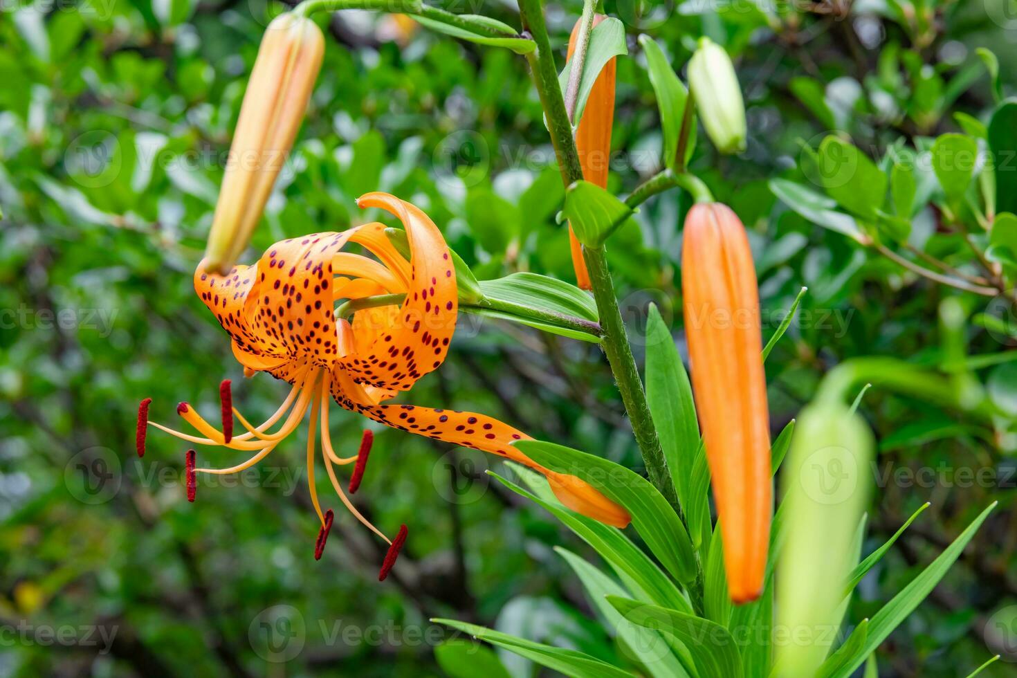 A tiger lily with spotted petals on green background at the forest sunny day photo