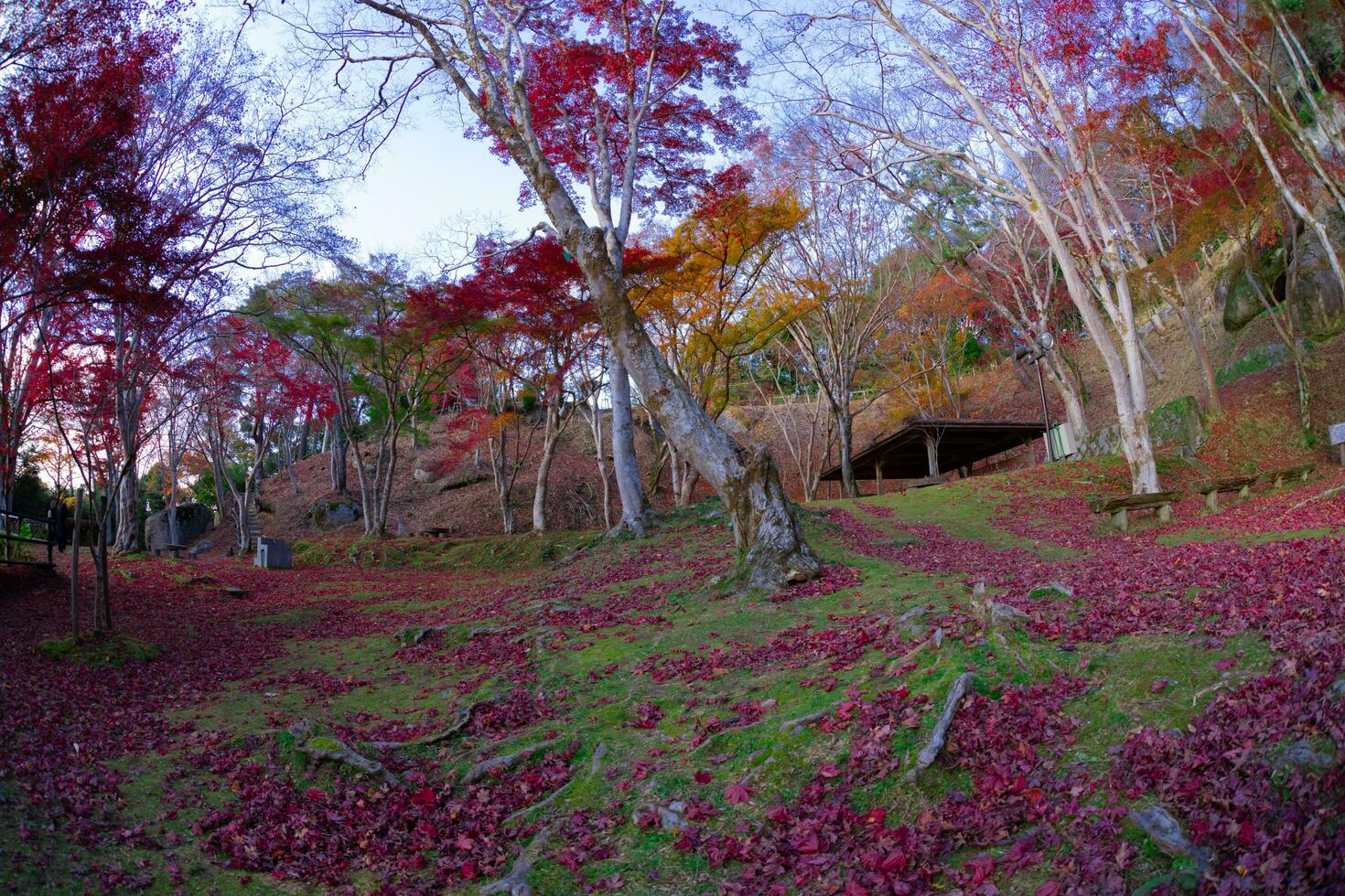 Red leaves at Kasagiyama momiji park in Kyoto in autumn fish eye shot photo