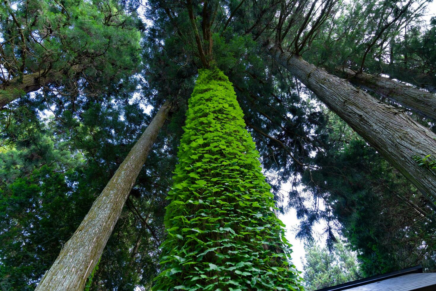 A beautiful tall cedar tree at the countryside in Japan low angle photo
