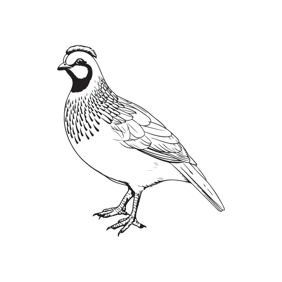 Quail Bird Vector Art, Icons, and Graphics
