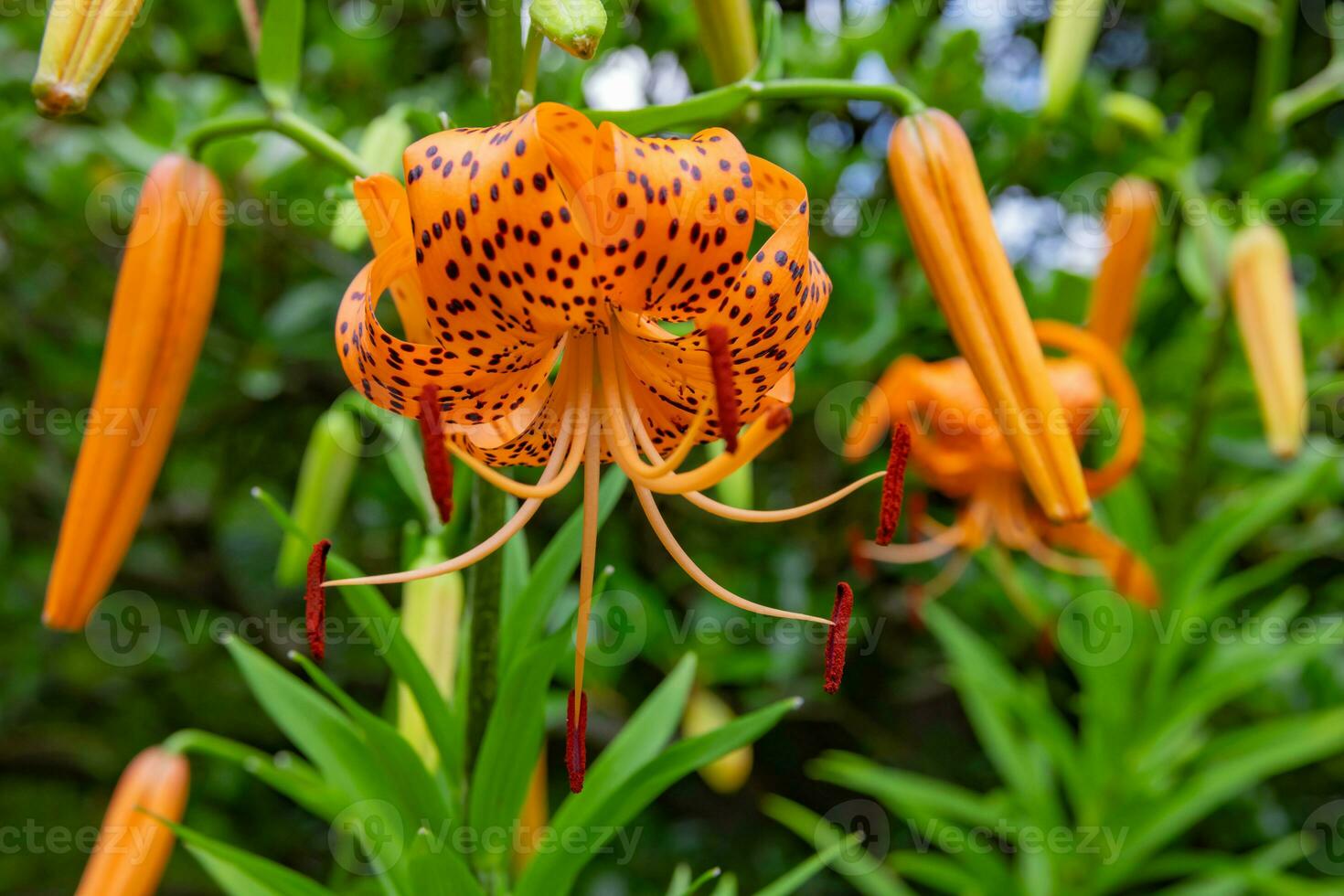 A tiger lily with spotted petals on green background at the forest sunny day close up photo