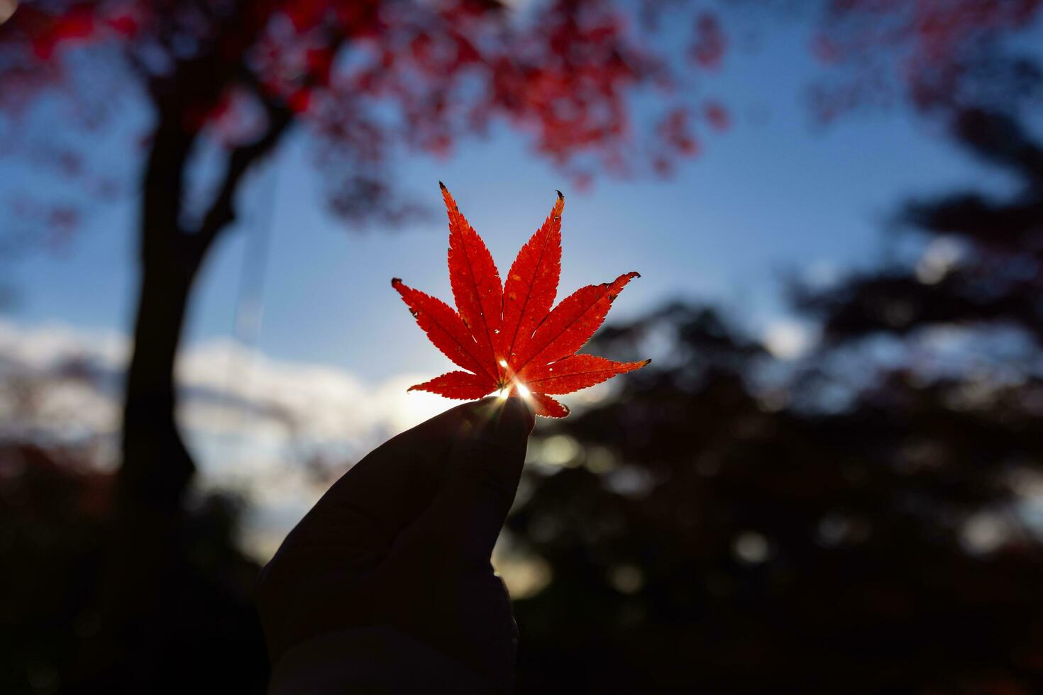 Red leaf with hand at Kasagiyama momiji park in Kyoto in autumn at dusk photo