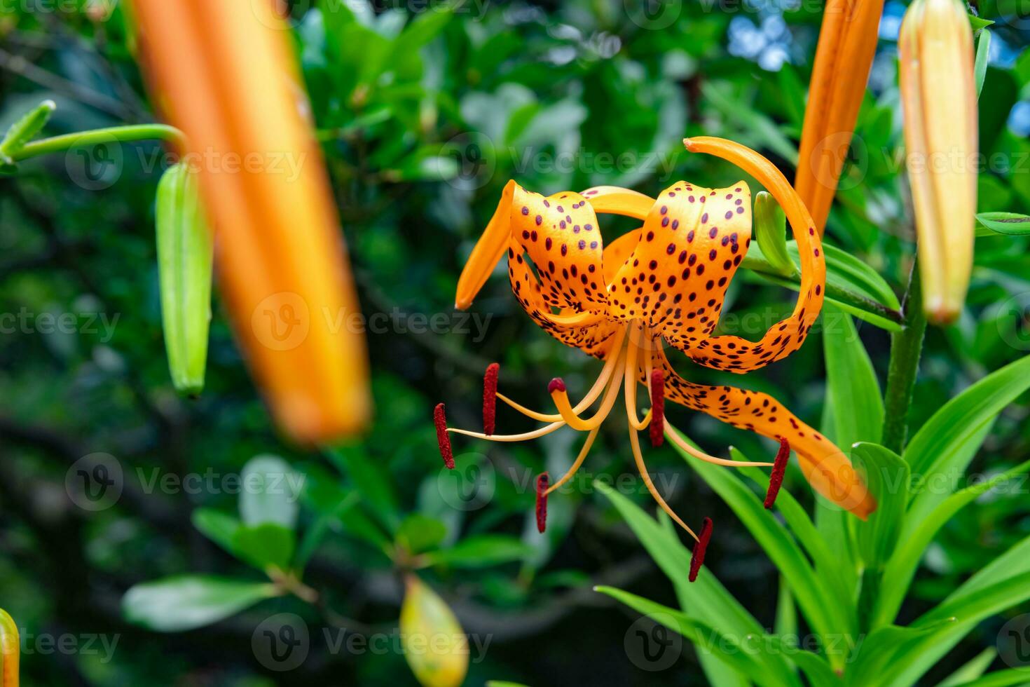 A tiger lily with spotted petals on green background at the forest sunny day photo