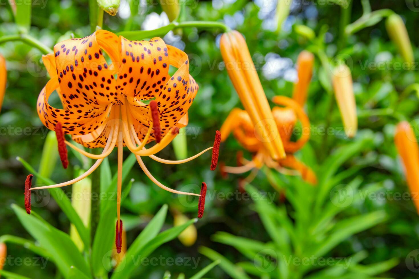 A tiger lily with spotted petals on green background at the forest sunny day close up photo