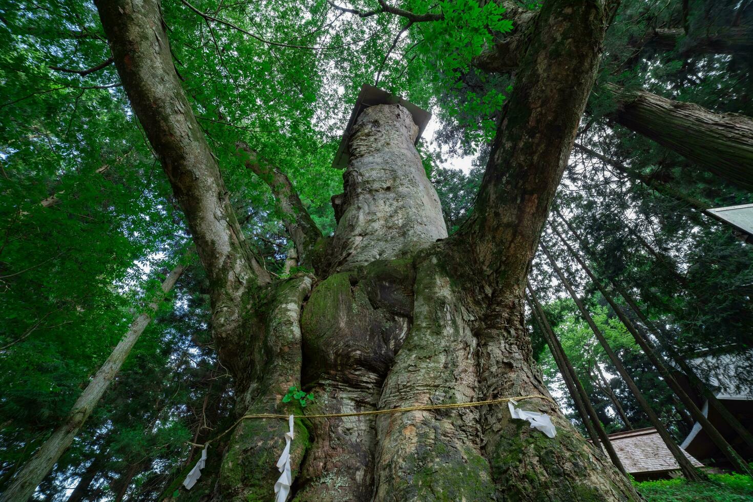 A Japanese zelkova tree in front of the shrine at the countryside low angle photo