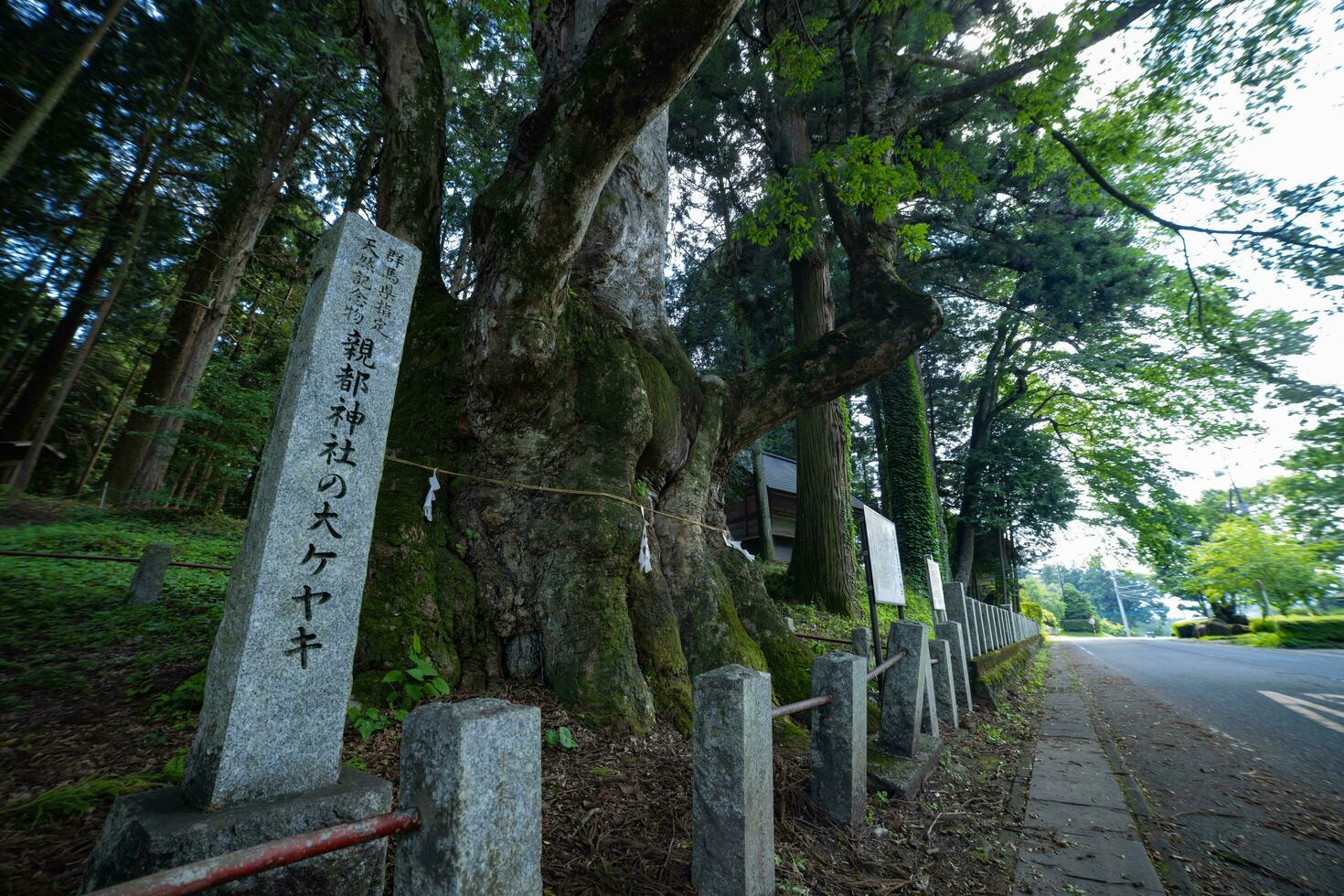 A Japanese zelkova tree in front of the shrine at the countryside photo