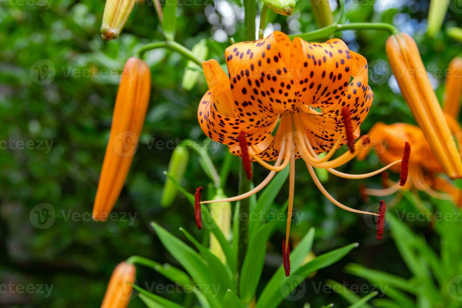 A tiger lily with spotted petals on green background at the forest sunny day close up photo