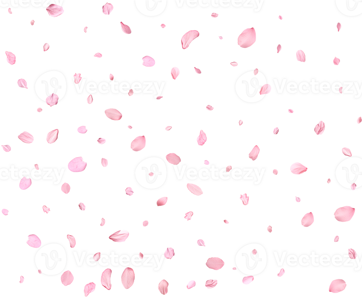Falling realistic sakura petals. png