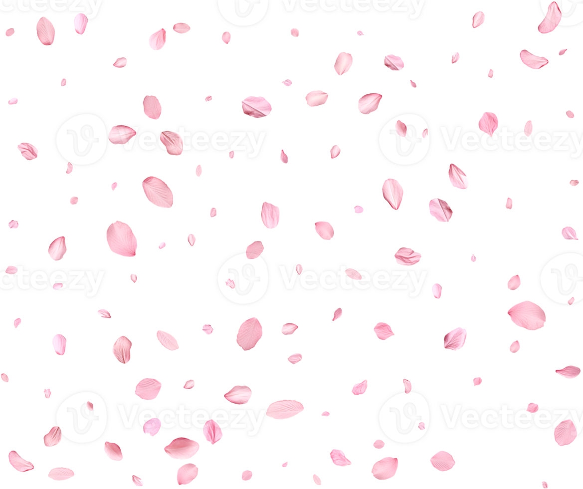 Light pink sakura petals. png
