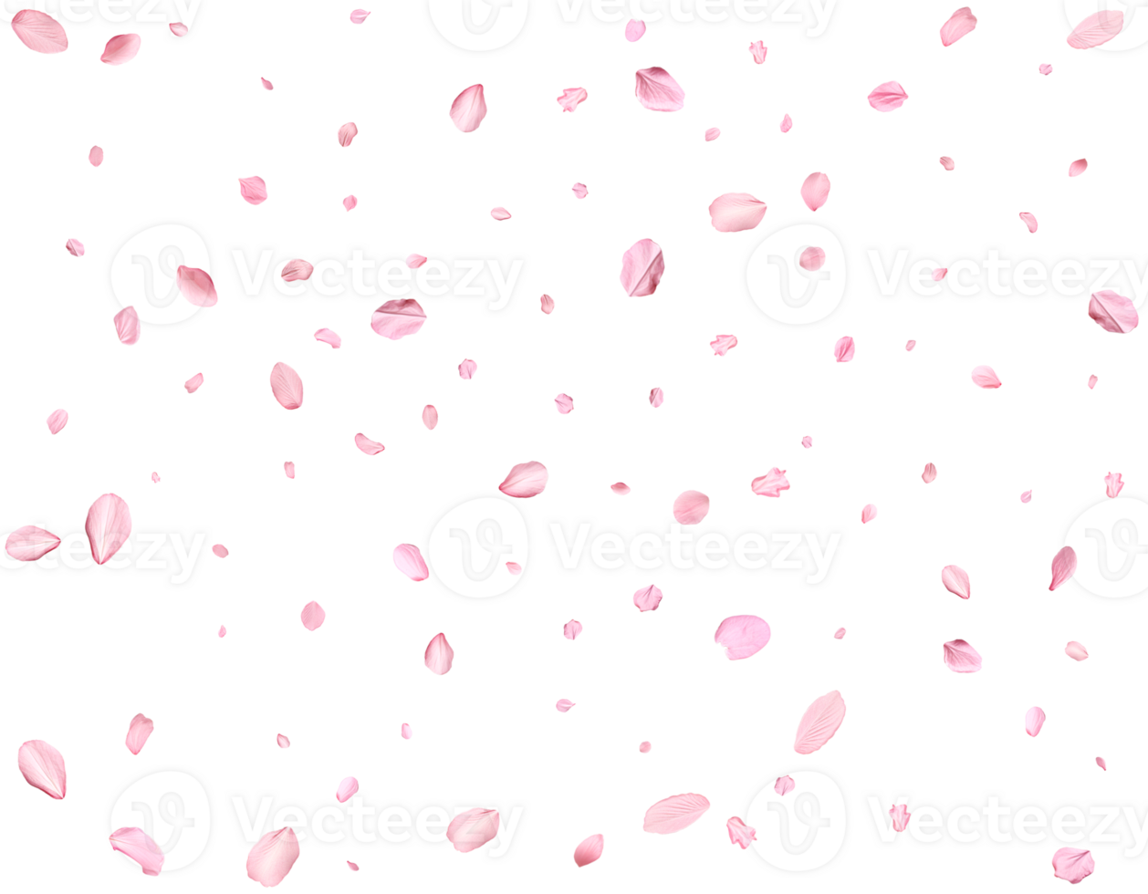 Light pink sakura petals. png
