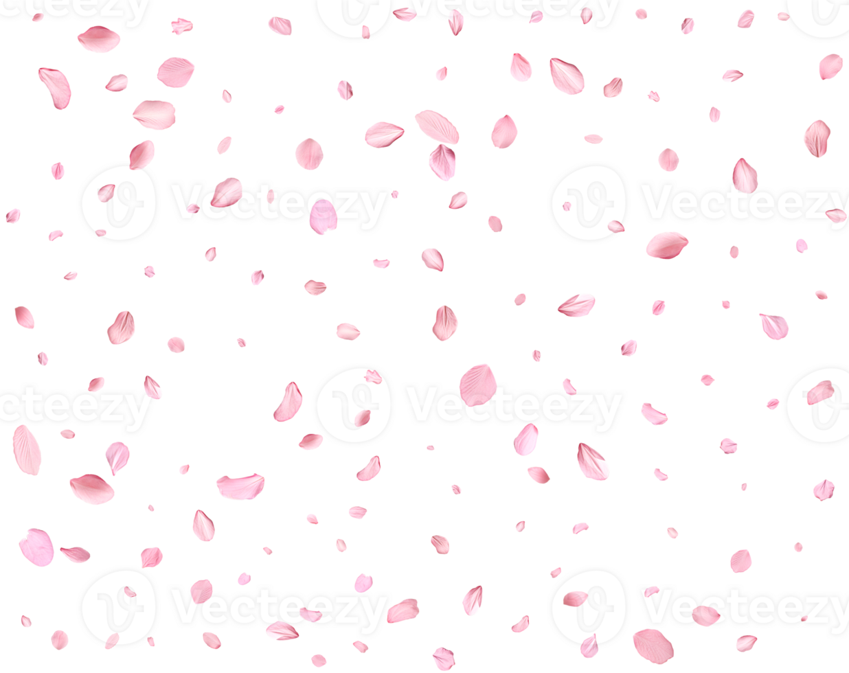 Light pink cherry petals. png