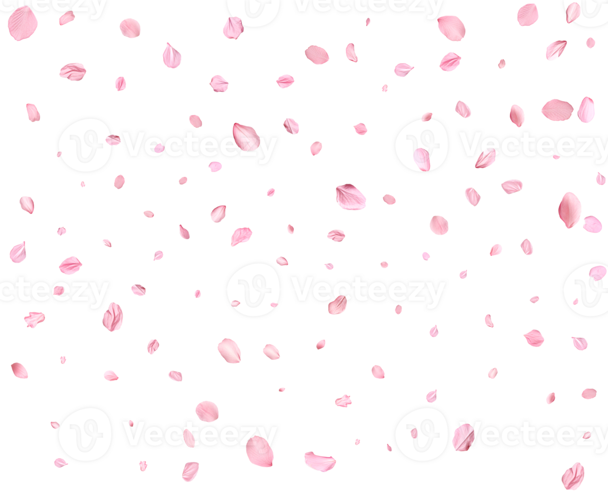Falling realistic sakura petals. png