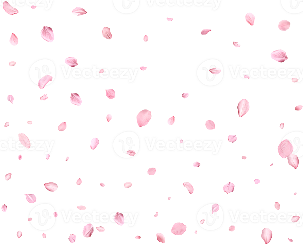 Light pink sakura petals. png