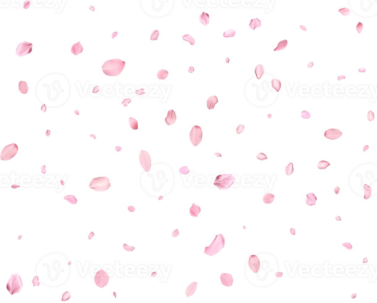 Light pink sakura petals. png
