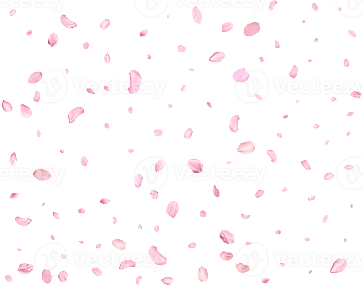 Light pink cherry petals. png
