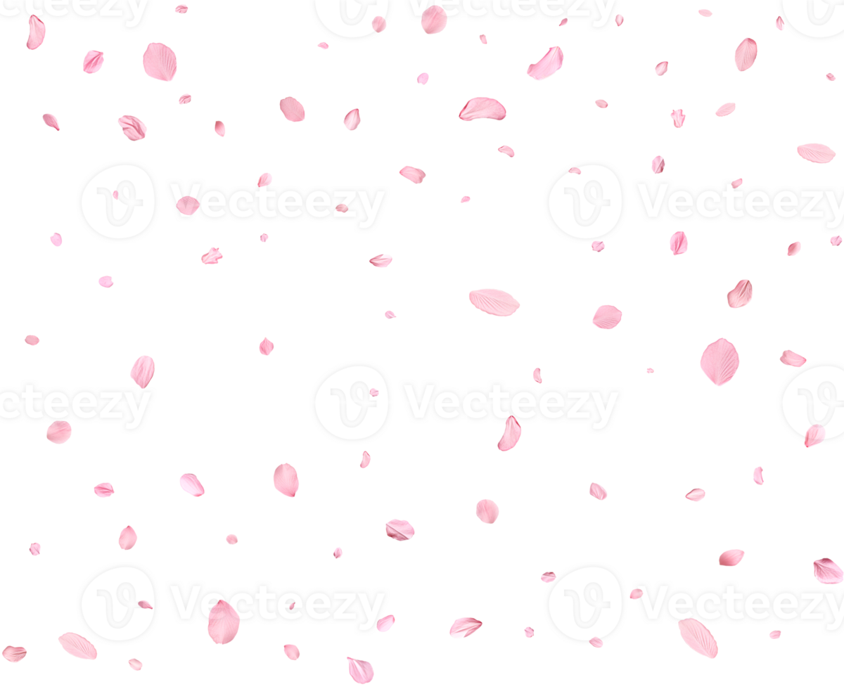 Light pink cherry petals. png