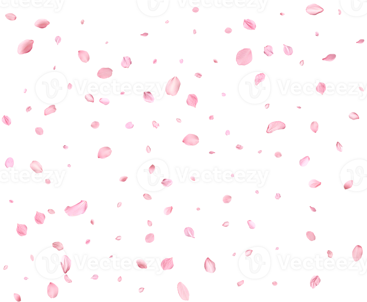 Light pink cherry petals. png
