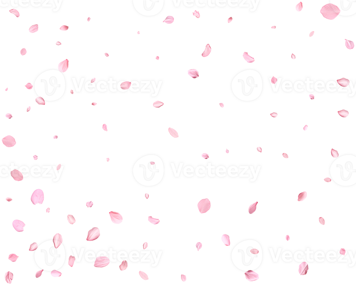 Light pink cherry petals. png