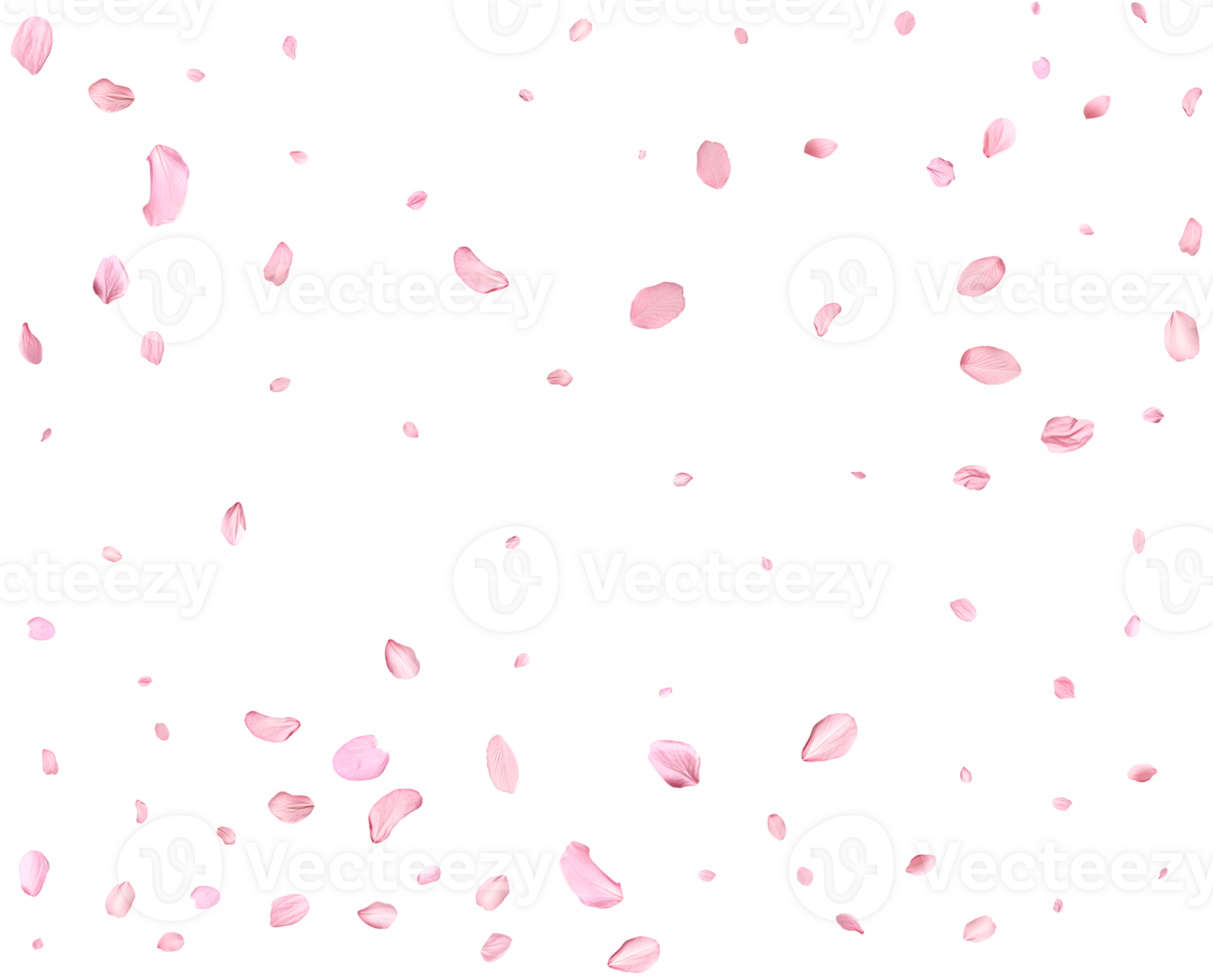 Japanese Spring petals Sakura. png
