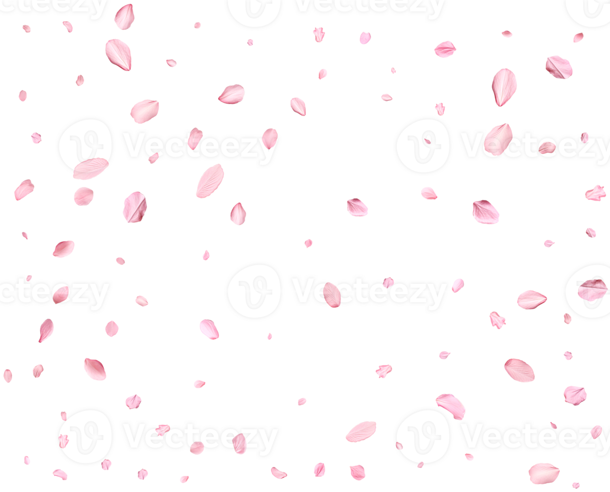 Light pink sakura petals. png
