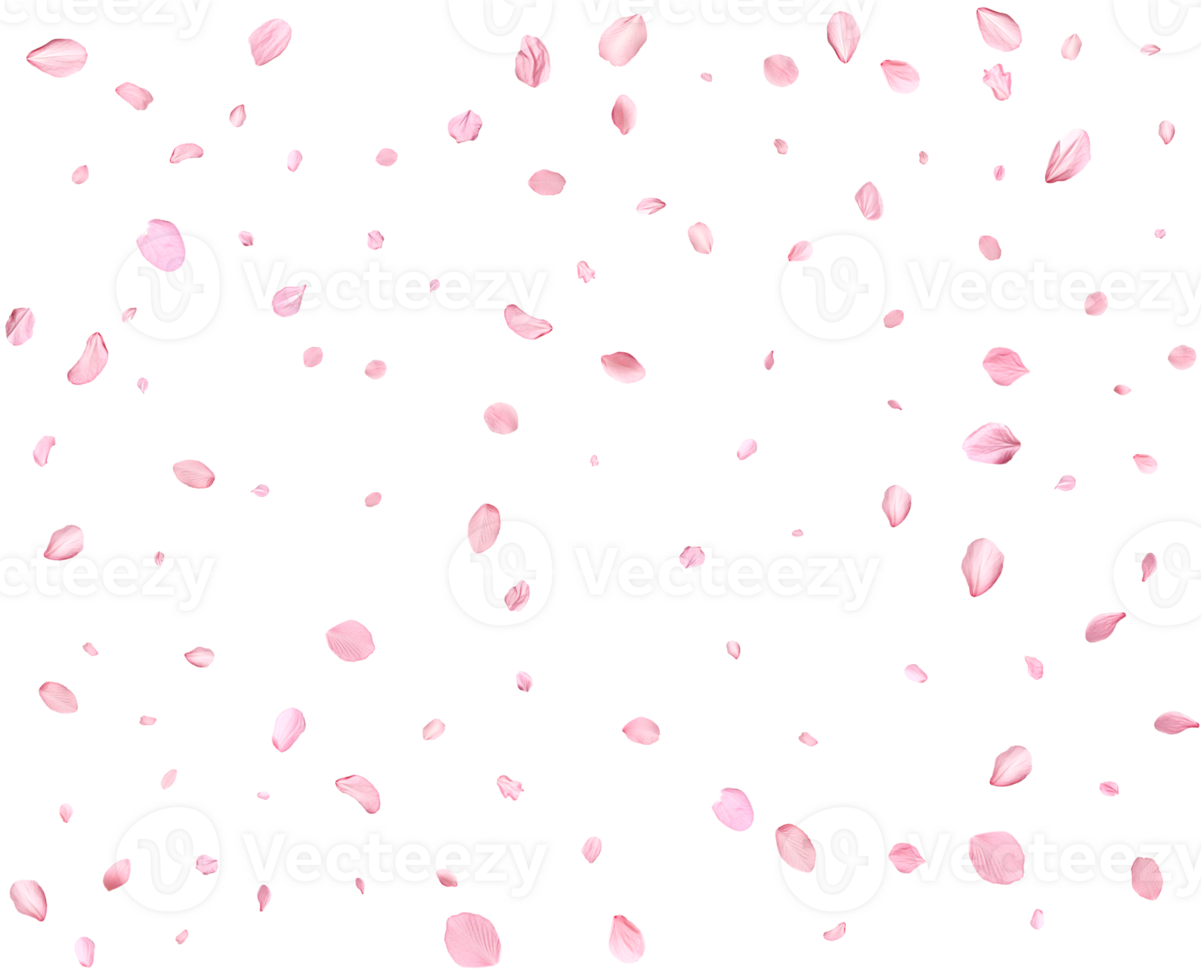 Light pink cherry petals. png
