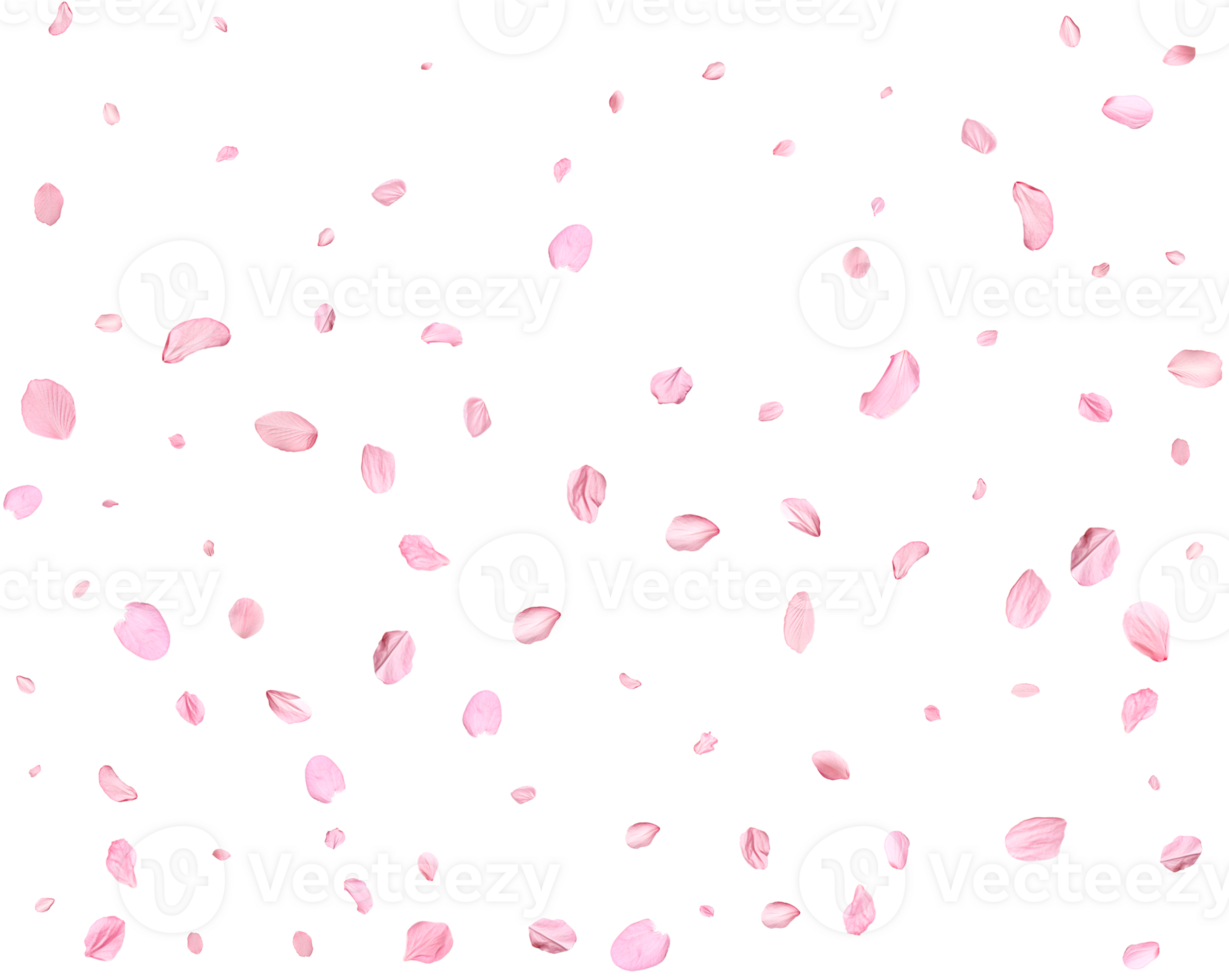 Light pink sakura petals. png