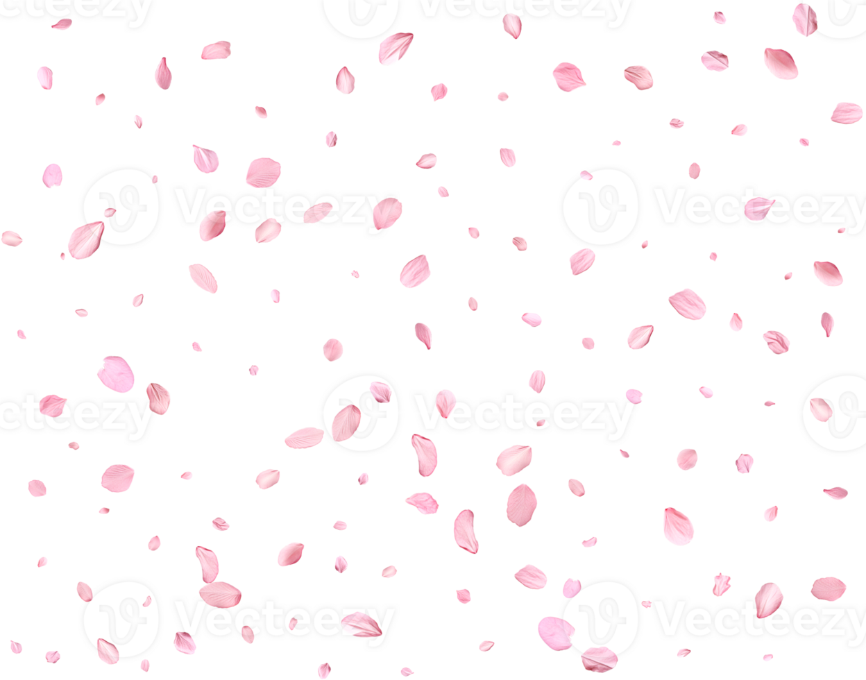 Light pink cherry petals. png