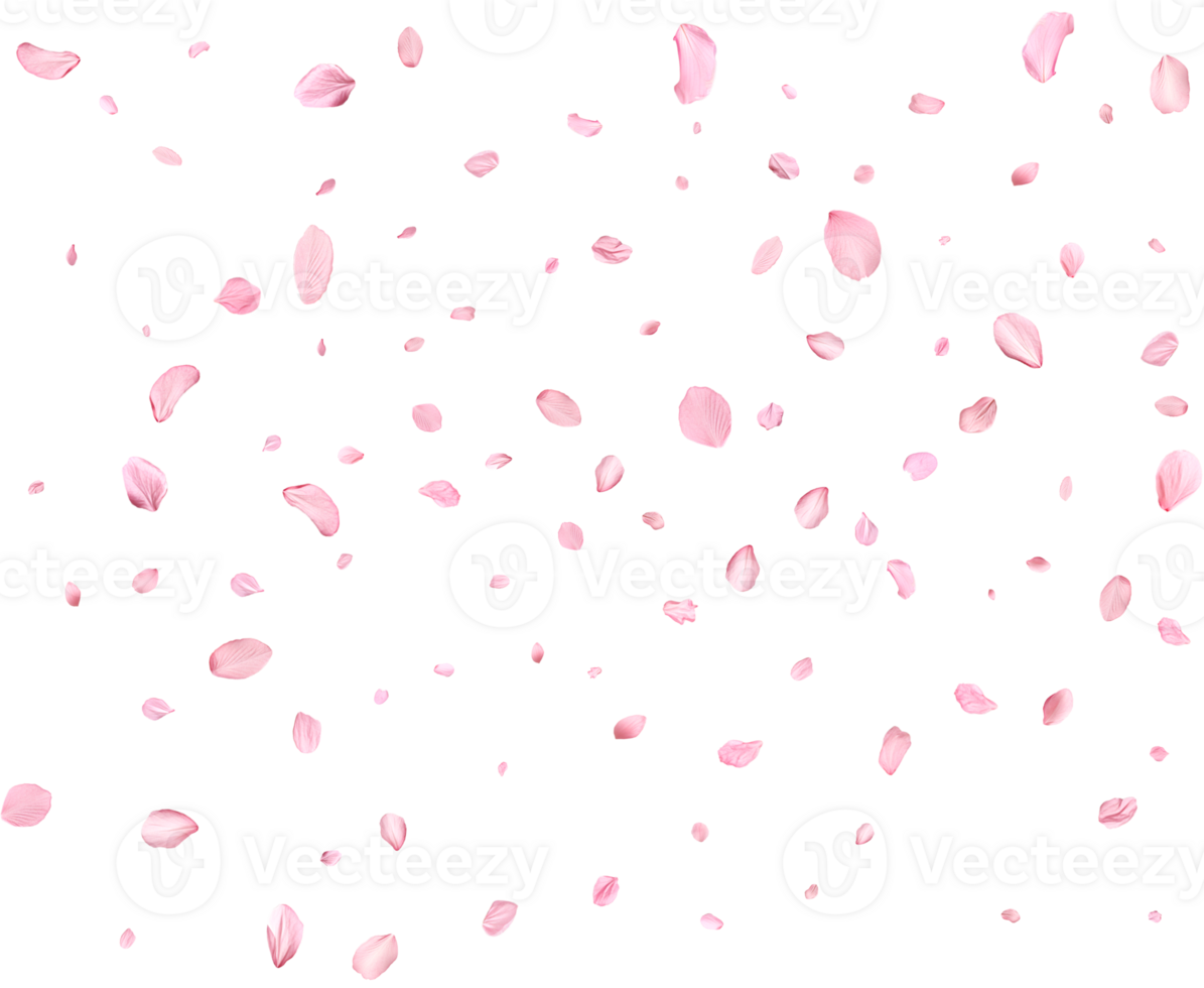 Falling realistic sakura petals. png