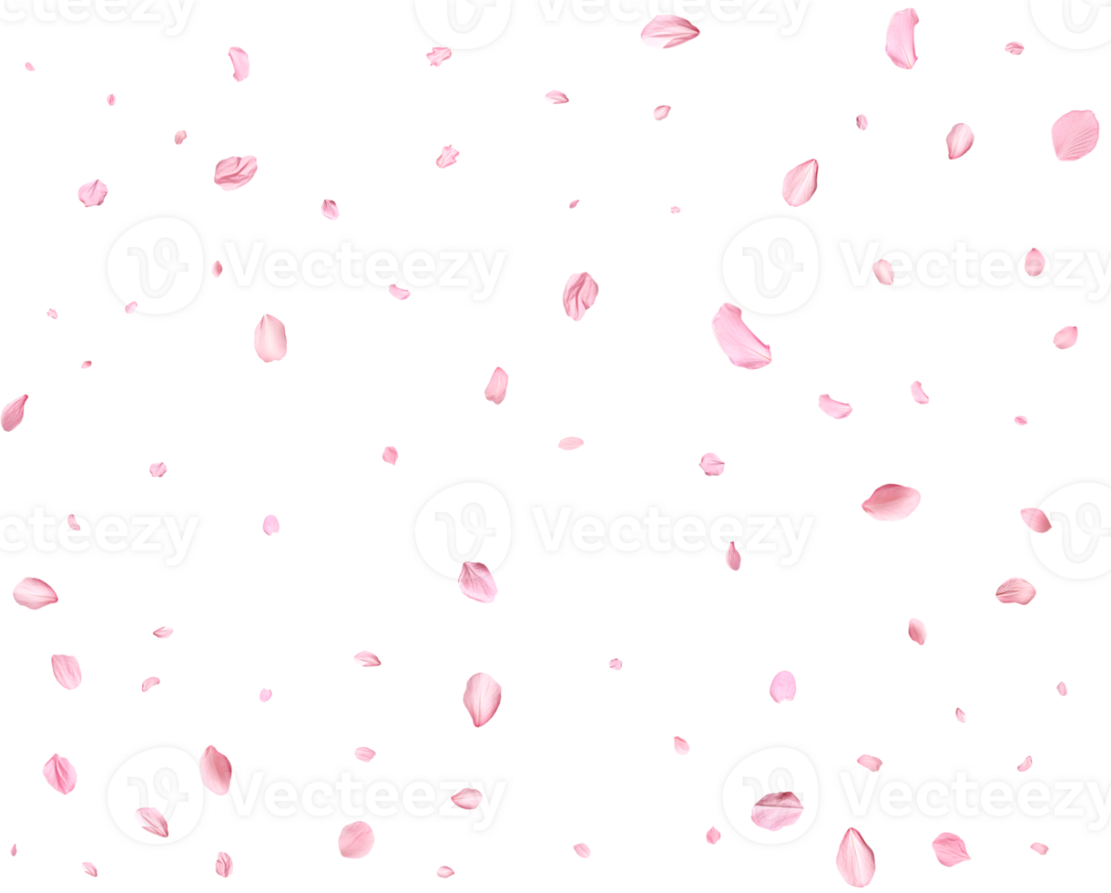 Light pink cherry petals. png