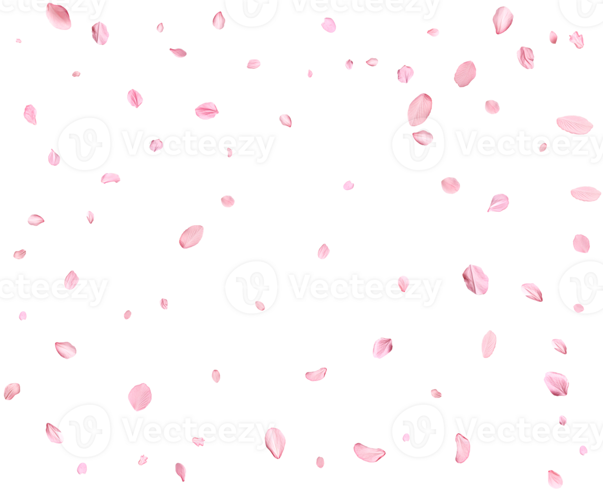 Light pink sakura petals. png