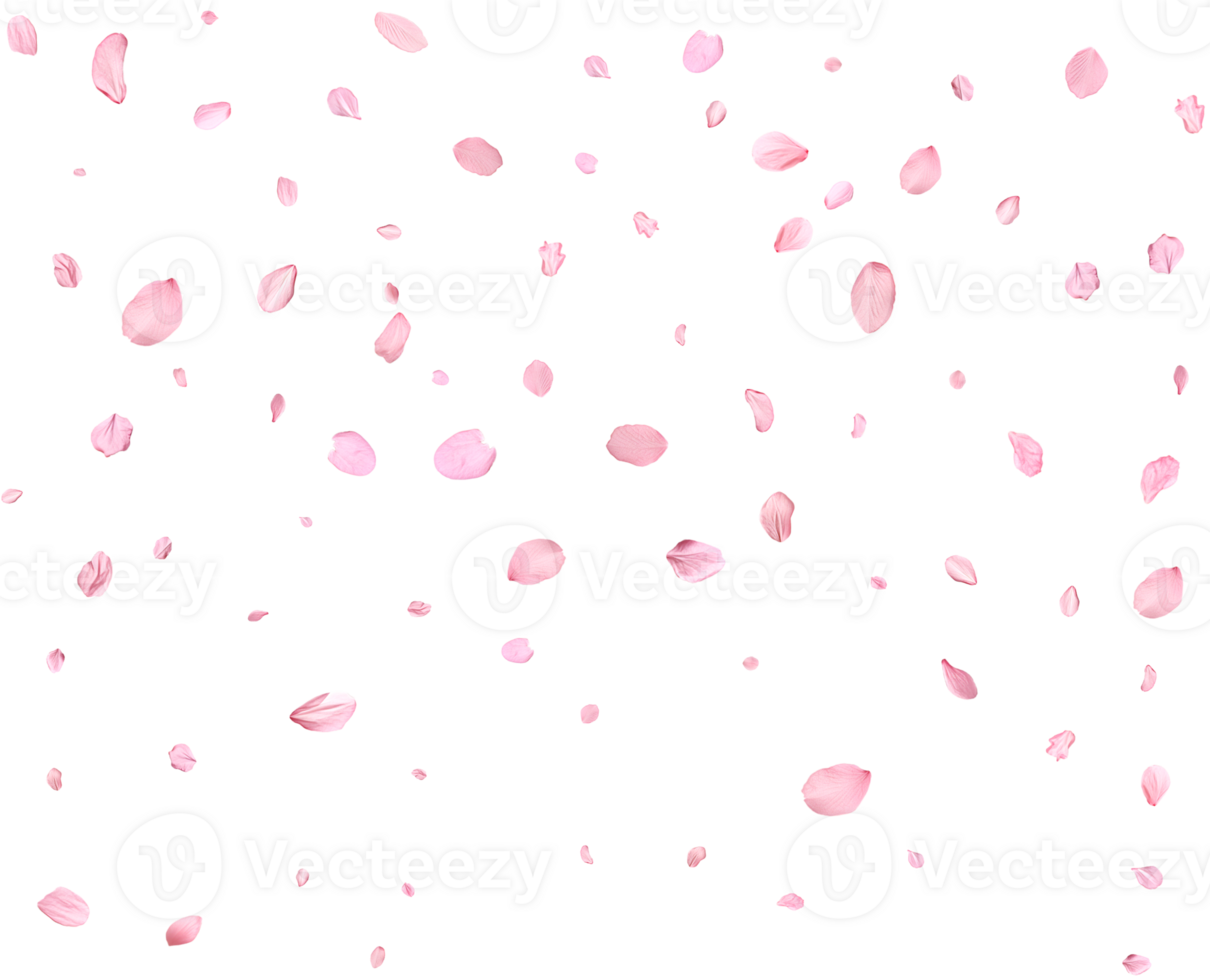 Light pink sakura petals. png