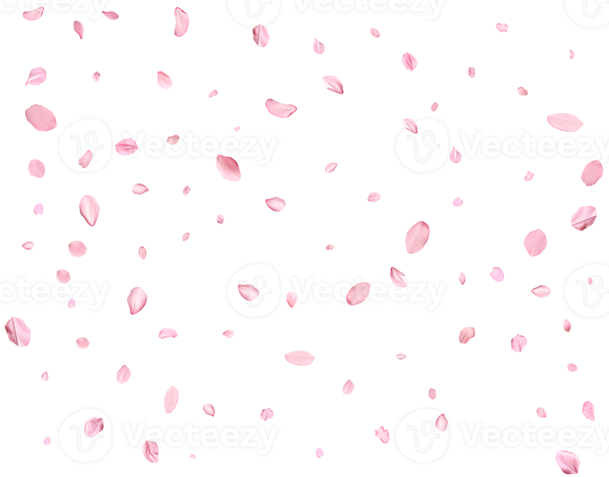Light pink cherry petals. png