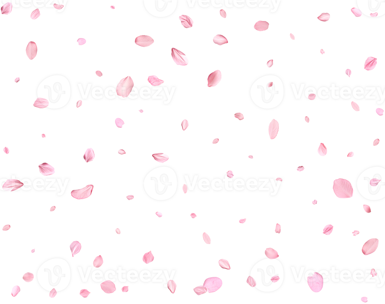 Light pink sakura petals. png